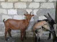 Kozel, Nubian Goat — foto 4