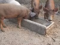 Babi hutan, Дюрок — foto 8