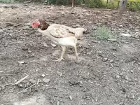 Chickens — foto 2