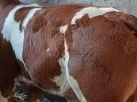 Touro, Simmental cattle — foto 1