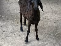 የጎትት አውራ በግ, Sheep — ፎቶ 6