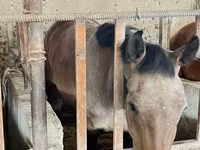 ፈረስ, Horses — ፎቶ 6
