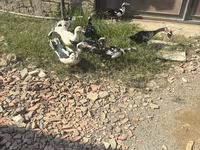 Ducks — عکس 2