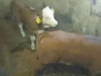 Býk, Simmental cattle — foto 5