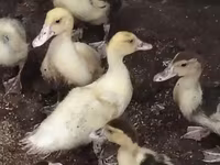 rață domestică Muscovy — foto 4