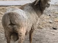 የጎትት አውራ በግ, Sheep — ፎቶ 1