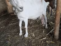 Koza, Saanen goat — foto 1