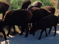 Biri-biri betina, Sheep — foto 3