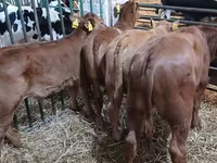 Býk, Simmental cattle — foto 1