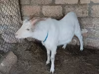 ፍየል, Goats — ፎቶ 4