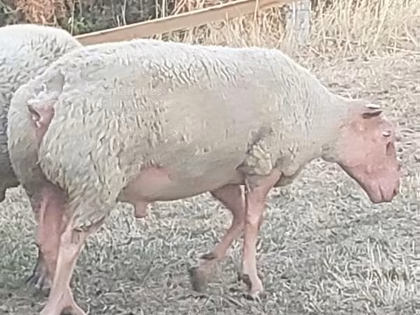 قوچ, Rouge de l’Ouest sheep