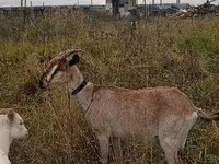 Koza, Kozy — foto 2