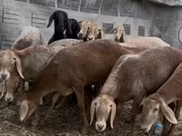 Ovce, Arashan sheep — foto 4