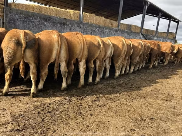Bull, Limousin cow — United Kingdom