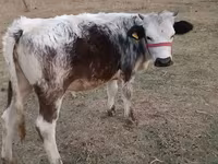 گاو ماده, بلژیکی آبی — عکس 1