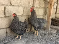 سلووینین بارڈ ہن — تصویر 5