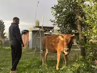Dibi, Cattle — sawirka 4