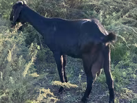 بز ماده, Nubian Goat — عکس 5