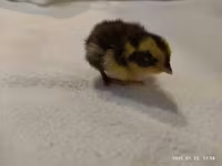 Quails — foto 3