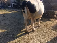 Koe, Holsteinras — foto 3