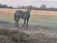 Hengst, Nonius horse — Foto 3