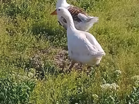 Geese — photo 2