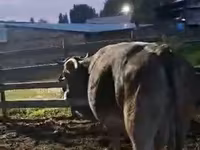 Bik, Swiss cattle — fotografija 3