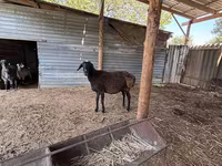 Kambing jantan, Sheep — foto 7