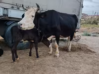 Krava, Russian Black pied cattle — foto 4