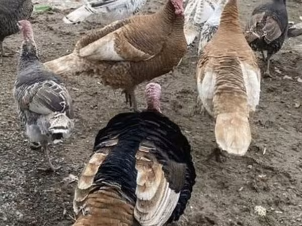 Turkeys