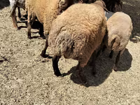 میش, گوسفند — عکس 5