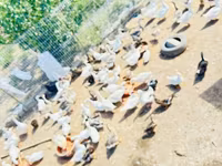 Ducks — عکس 6