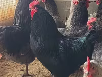 አድለር ሲልቨር — ፎቶ 5