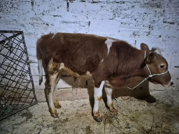 Bull, Simmental cattle — Azerbaijan
