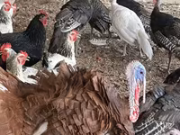 Turkeys — fotografija 7
