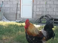 Chickens — foto 1