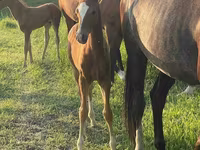 ม้าตัวผู้, Akhal-Teke — รูปภาพ 4