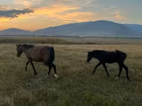 Kuda betina, Horses — foto 1