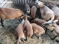 Schaap, Cameroon sheep — foto 2