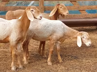 मेढ़ा, Arashan sheep — फ़ोटो 7