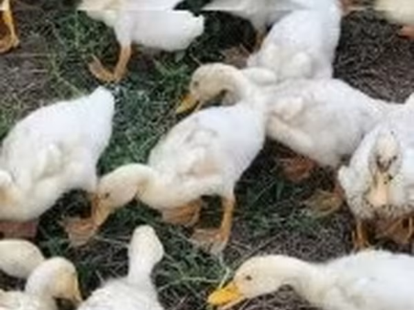 Ducks