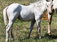 பெண் குதிரை, Quarter Horse — புகைப்படம் 5