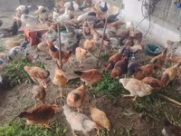 Chickens — fotografija 3