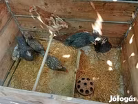 Chickens — الصورة 2