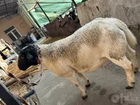 قوچ, Dorper sheep — عکس 3