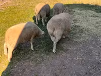 Baran, Owce — zdjęcie 5