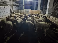 كبش, الأغنام — الصورة 1