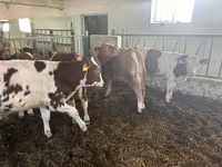 காளை, Simmental cattle — புகைப்படம் 3