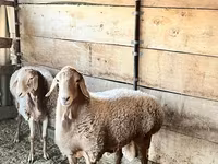 Κριός, Edilbay sheep — φωτογραφία 2