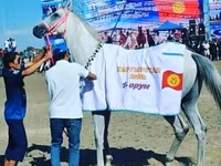 مادیان, اسب — عکس 2